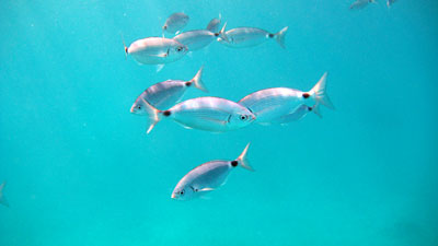 Mallorca 2008 - SKS - Segeln und Tauchen - Dr. Theodor Yemenis