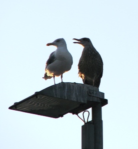 Wattenmeer (Waddenzee, Wadden Sea) - Segeln und Tauchen, Dr. Theodor Yemenis