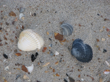 Wattenmeer (Waddenzee, Wadden Sea) - Segeln und Tauchen, Dr. Theodor Yemenis